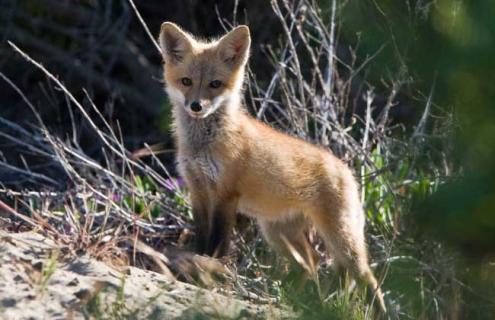 狐狸吃什么食物 狐狸吃什么食物为主