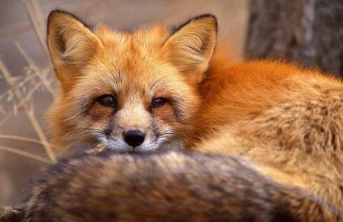 火狐图片（兄弟会火狐图片）