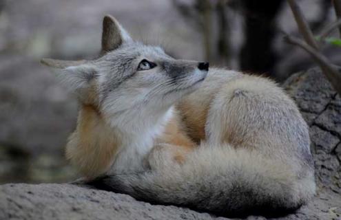 沙狐图片 沙狐图片大全