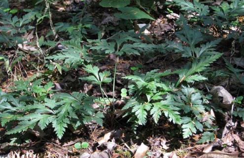 黄连图片 黄连图片 植物图片