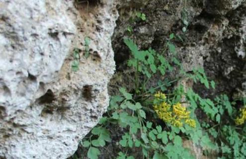 岩黄连图片 中草药岩黄连图片