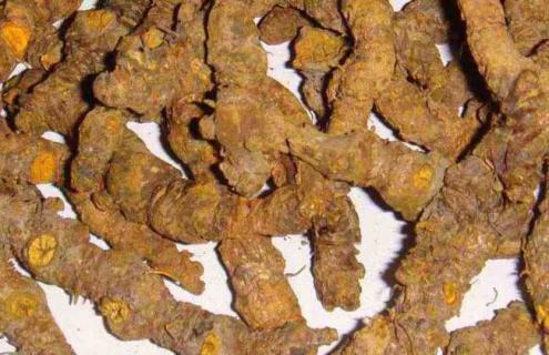 黄连品种图片大全 黄连品种图片大全及价格