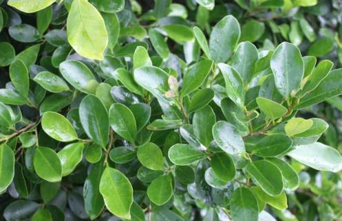 黄杨木图片 黄杨木图片 鉴别