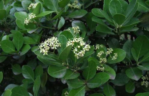 大叶黄杨图片 大叶黄杨图片大全大图