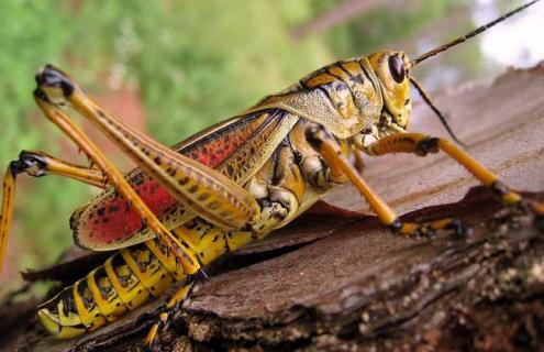 蝗虫种类图片大全（蝗虫种类图片大全及名称）