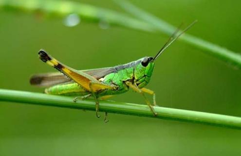 蝗虫的寿命和危害 蝗虫寿命最长能活多久