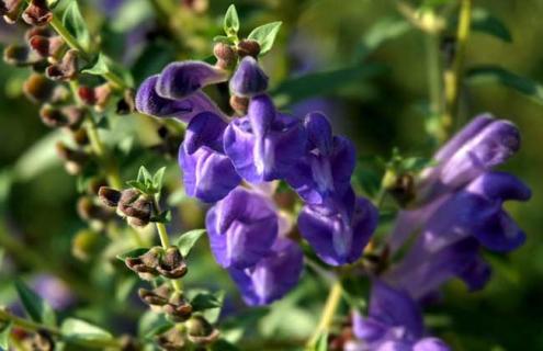 黄芩图片（黄芩图片植株）