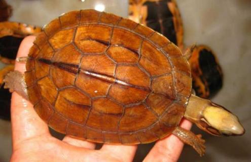 金钱龟的寿命有多长 金钱龟的寿命有多长时间