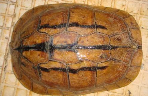 养金钱龟赚钱吗（养金钱龟赚钱吗现在）