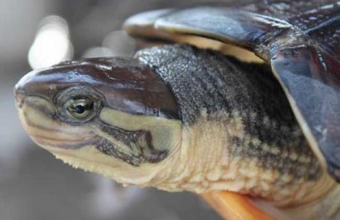 石金钱龟的养殖前景（石金钱龟养殖前景如何）