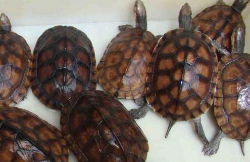 石金钱龟的养殖前景