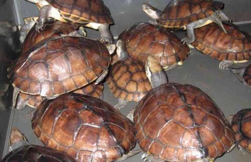 石金钱龟挑选方法 石金钱龟品相怎么看