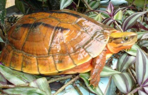 金钱龟孵化技术 金钱龟孵化方法