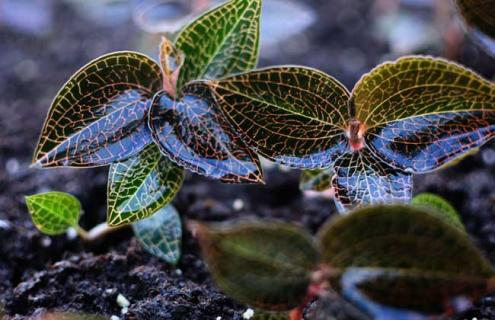 金线莲图片（金线莲图片高清大图）