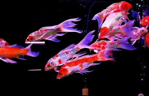 龙凤锦鲤图片（龙凤锦鲤图片的价格）