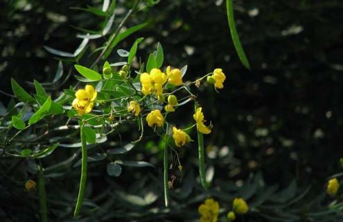 决明子图片（决明子图片植物图片）