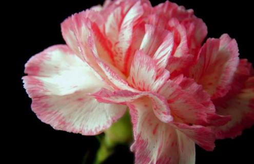 康乃馨图片（康乃馨图片大全大图）