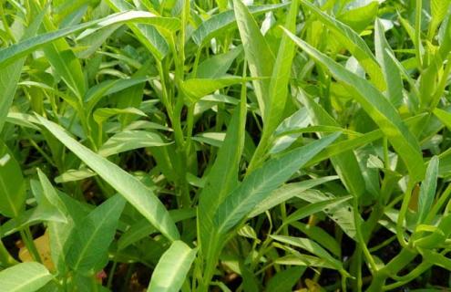 空心菜图片 空心菜图片大全大图