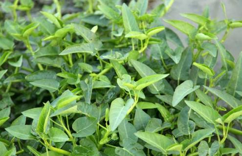 空心菜品种图片大全 空心菜品种图片大全 主要品种