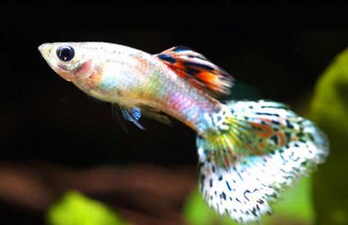 孔雀鱼图片（孔雀鱼图片高清大图）