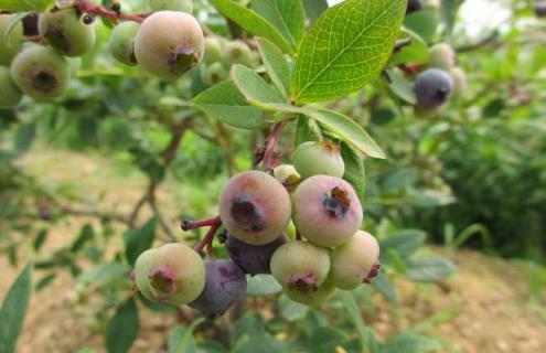 蓝莓图片 蓝莓图片水果图片