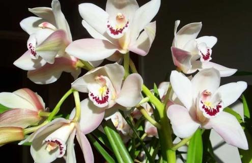 兰花图片（兰花图片 国画）