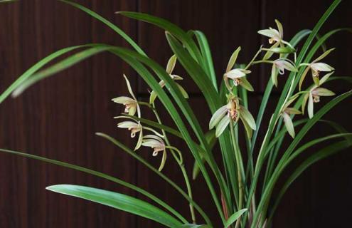 建兰图片 建兰图片大全大图