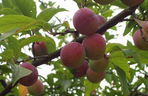 李子树图片（桐果树图片）