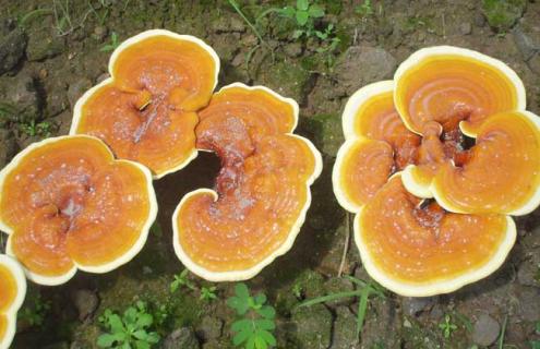 灵芝图片（灵芝图片大全）