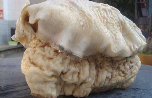 肉灵芝图片 肉灵芝图片大全