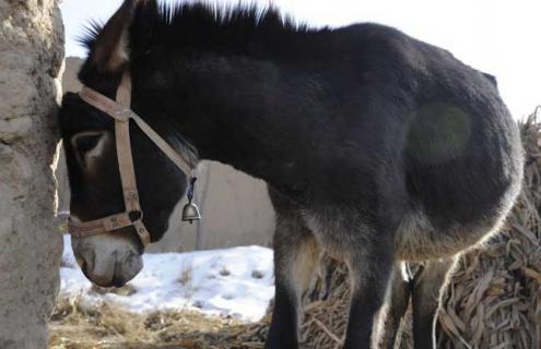 肉驴品种图片大全（肉驴什么品种好长得快）