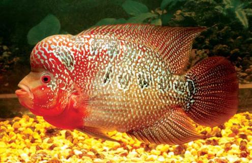 罗汉鱼图片（罗汉鱼图片大全大图）