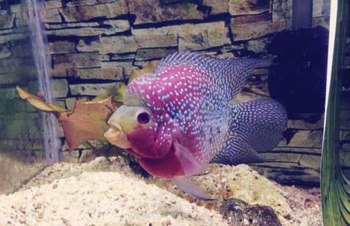 元宝品罗汉鱼图片（元宝罗汉鱼和普通罗汉鱼）