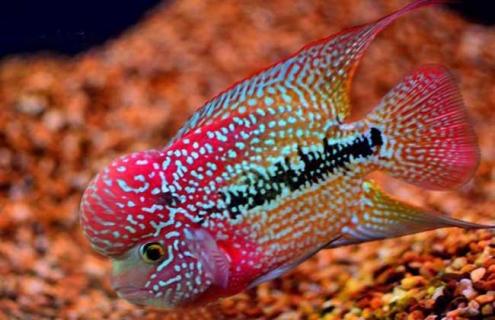 金花罗汉鱼图片 金花罗汉鱼怎么饲养