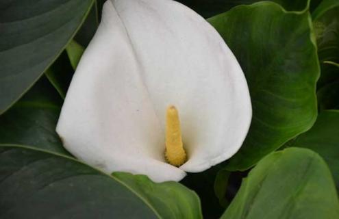 马蹄莲图片（马蹄草的图片）