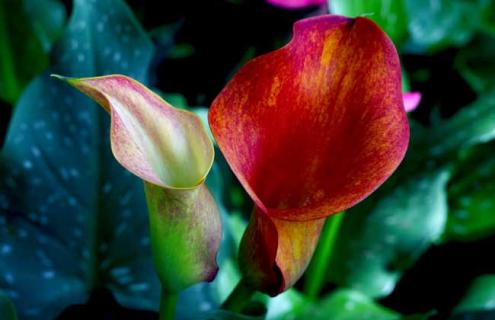 马蹄莲品种图片大全（马蹄莲品种有哪些）