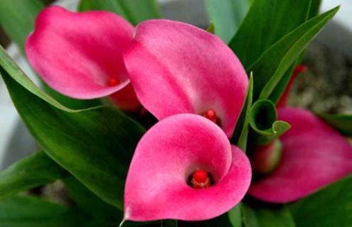 彩色马蹄莲图片 彩色马蹄莲图片大全