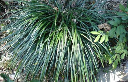 麦冬种类图片 麦冬的种类