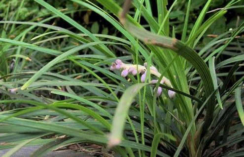 麦冬图片 麦冬图片大全高清图片