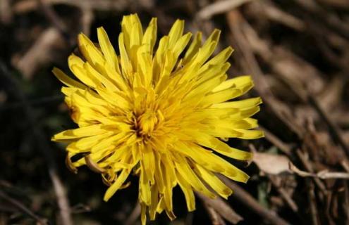 蒲公英图片 蒲公英图片全图高清大图