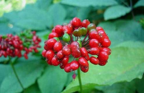 人参图片 人参图片植物图片