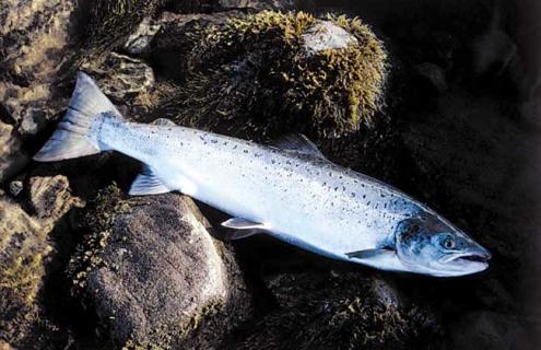 三文鱼种类图片大全 三文鱼种类图片大全集