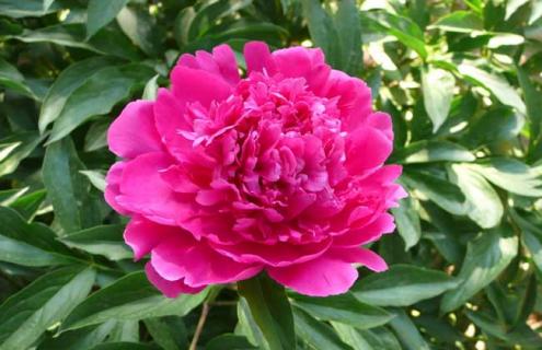 芍药花图片（白色芍药花图片）