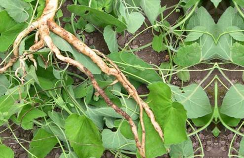 党参图片 党参图片中药图片