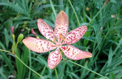 射干图片 射干的功效与作用图片