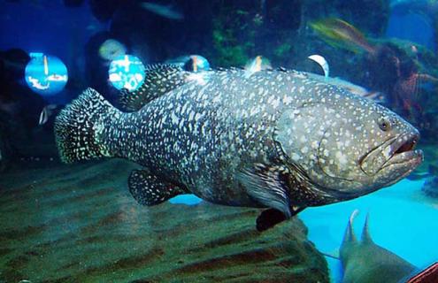 青石斑鱼图片 青石斑鱼图片高清
