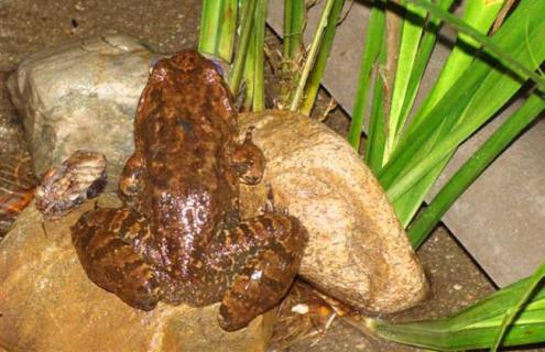 石蛙吃什么食物 石蛙吃什么食物为主