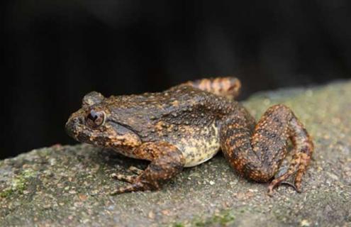 石蛙的生长过程 石蛙的生长周期