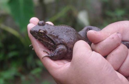 石蛙养殖池建设方法 石蛙养殖池建设方法和措施