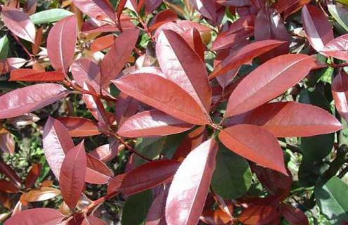 红叶石楠图片（红叶石楠图片大全大图）